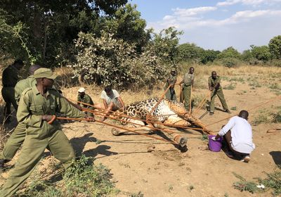 South Luangwa Conservation Society